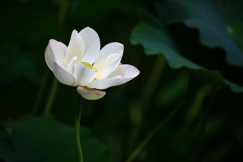 Lotus flower